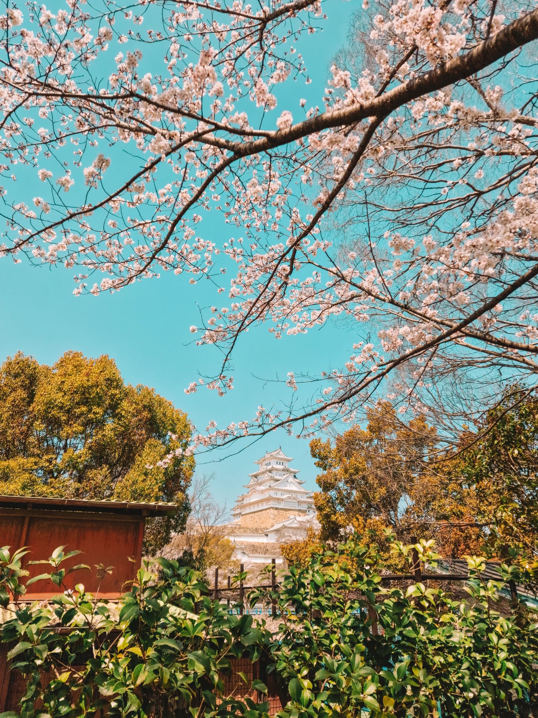 Himeji Castle framed by pink blossom, green foliage and a bright turquoise sky.